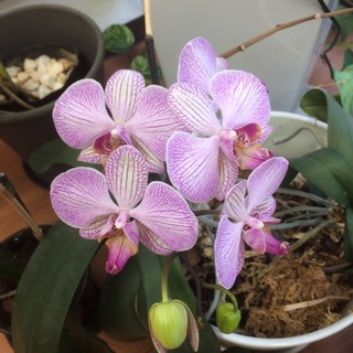 2016-04-29 16.17.03.jpg