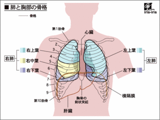 lungs01.gif